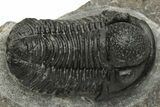 Detailed Gerastos Trilobite Fossil - Morocco #235304-3